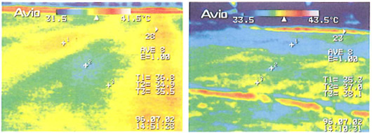 Temperature Distribution of Lawn Field