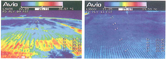 Temperature Distribution of Rice Paddy